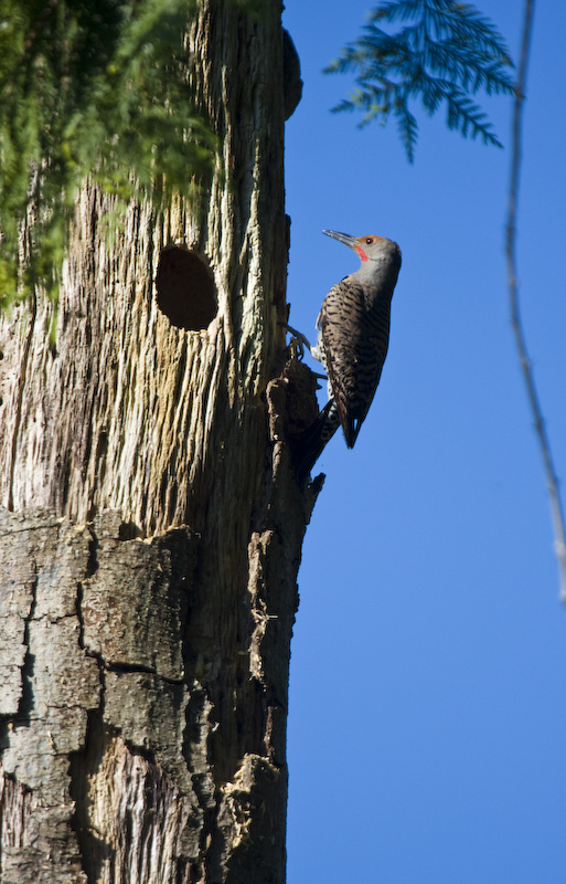 Northern Flicker